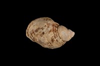 藏品(峨螺)的圖片